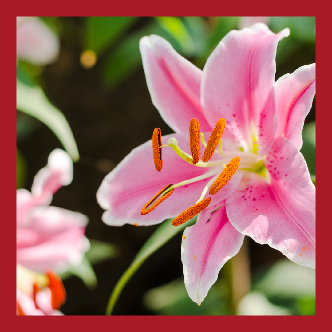 pink lillies