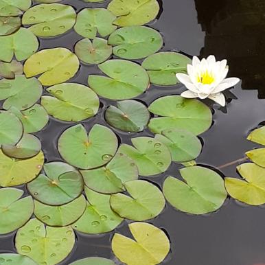 water lillies.jpg