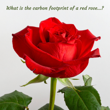 What is the carbon footprint of a red rose….png
