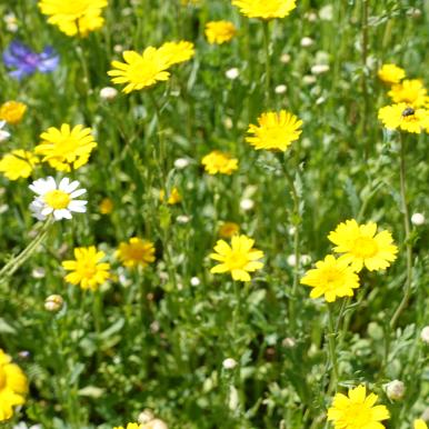 witchford meadow 3.JPG