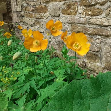 yellow flowers.jpg